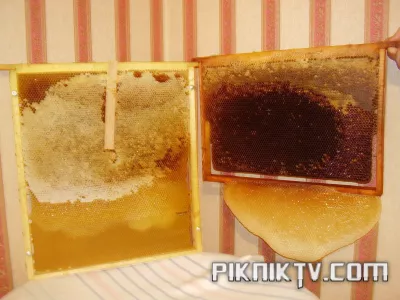 PA120237.webp