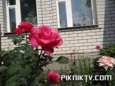 DSC06085.webp